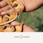 FARM - SIBUKAW SEEDS