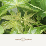 FARM - COTTON PLANT