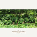 FARM - COTTON PLOT #16