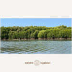 K1M5 MANGROVE ECOPARK
