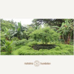 FARM - MEDICINAL MANDALA