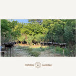 FARM - BEE SANCTUARY